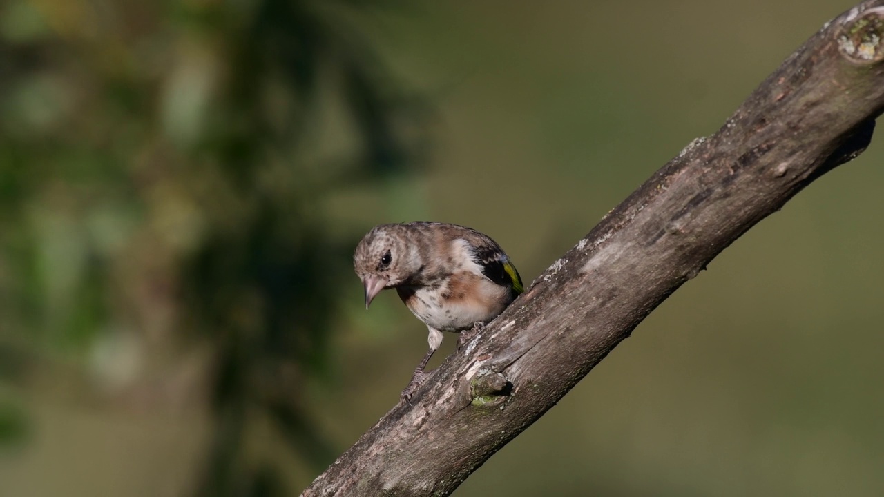 欧洲金翅雀Carduelis，坐在树枝上飞走了视频素材