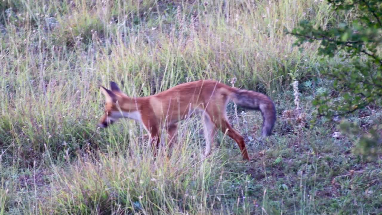 小赤狐在野外的草地上行走。关闭了。Vulpes Vulpes视频素材