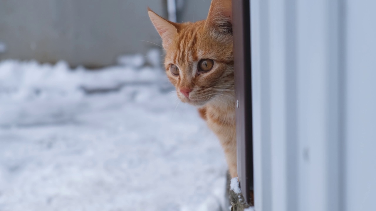 红雪猫。一只带条纹的小红猫第一次走在雪地里。视频素材