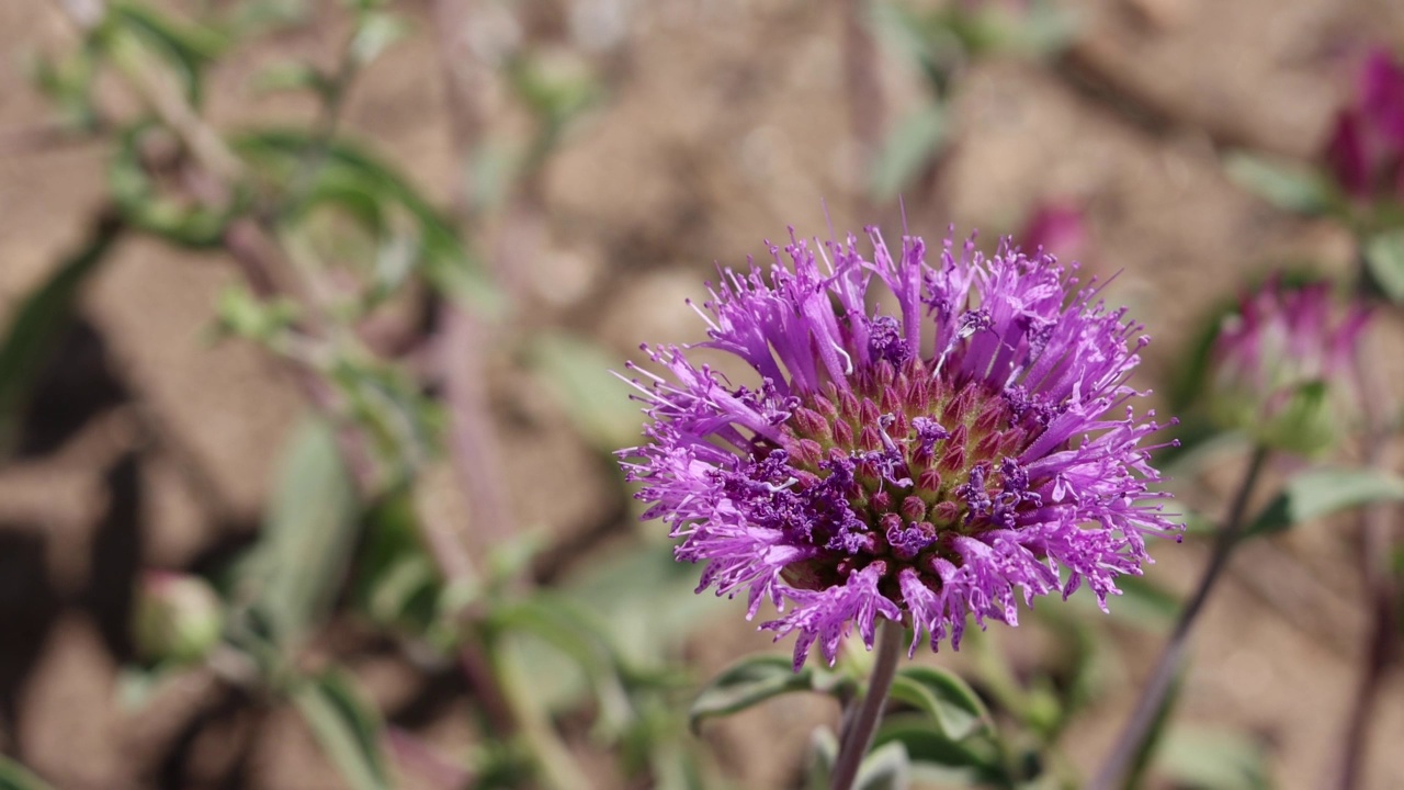 Monardella Breweri Bloom -西莫哈韦沙漠- 051922视频素材