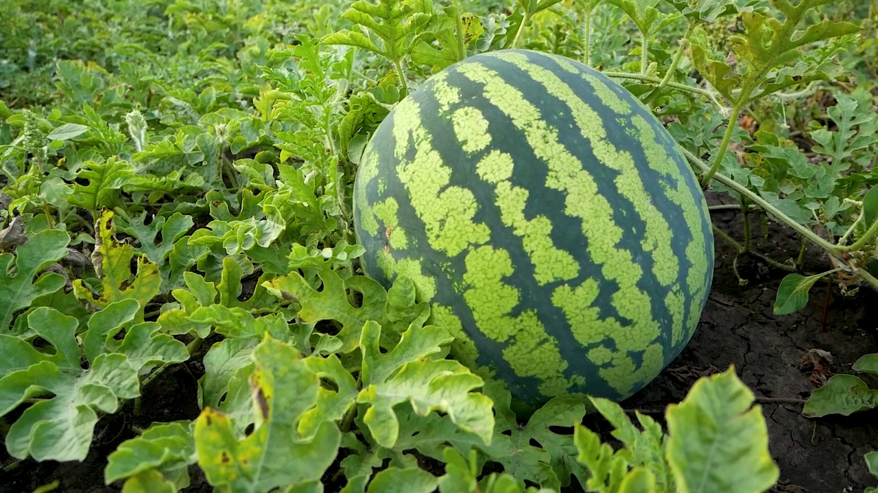 熟了甜甜的条纹西瓜躺在绿油油的叶子中间，甜瓜一片。种植西瓜视频素材