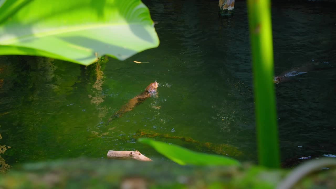 可爱毛茸茸的河水獭，哺乳动物，可爱的野生水生食肉动物在池塘水游泳，海岸野生动物，动物群。有趣的小爪子或手。半水生的家庭。特写镜头。视频素材