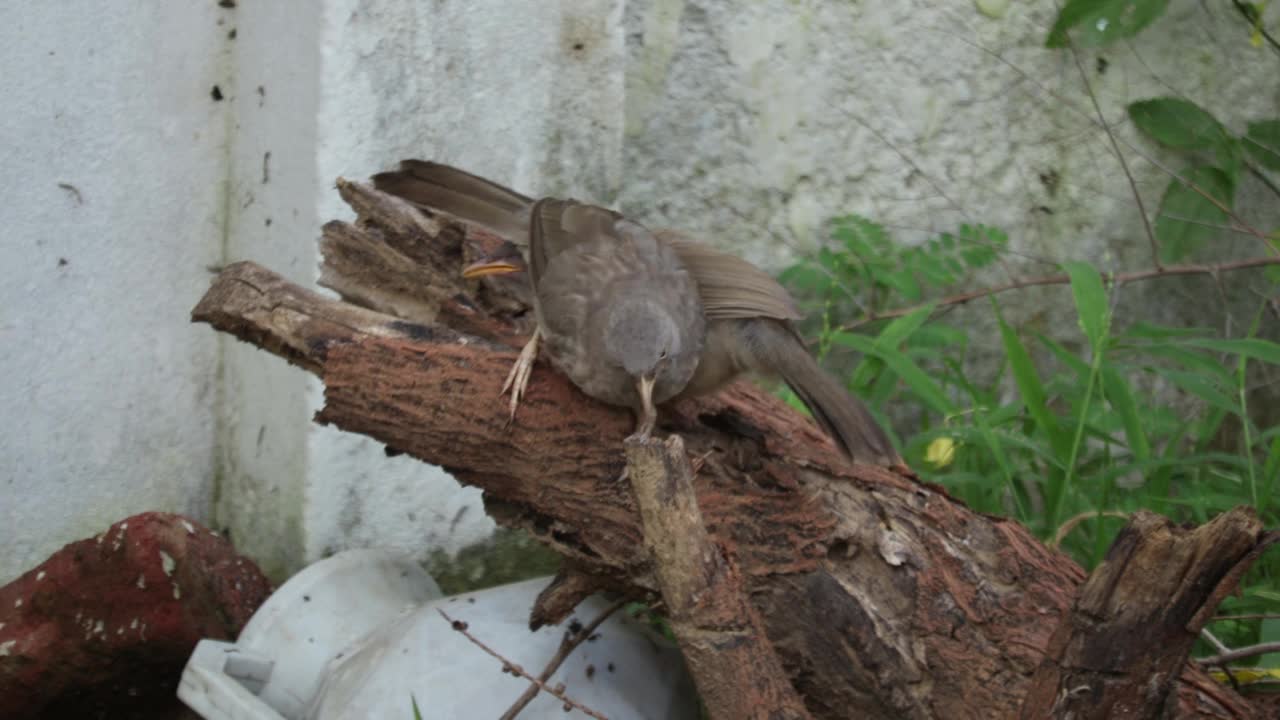 小鸟视频素材