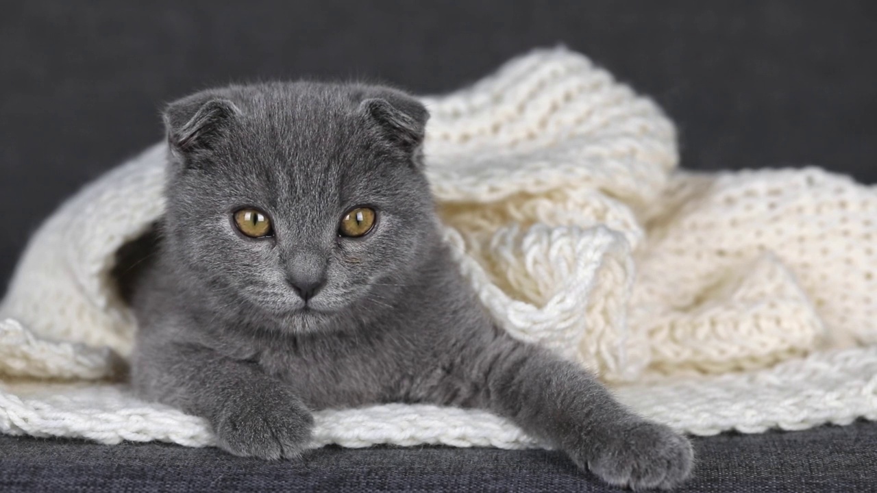 一只黄色眼睛的灰色苏格兰折猫躺在一条白色针织围巾上视频素材