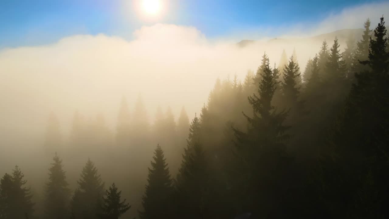 鸟瞰秋日日出时雾蒙蒙的山林松树令人惊叹的景色。美丽的野生林地在黎明时分闪耀着光芒视频素材