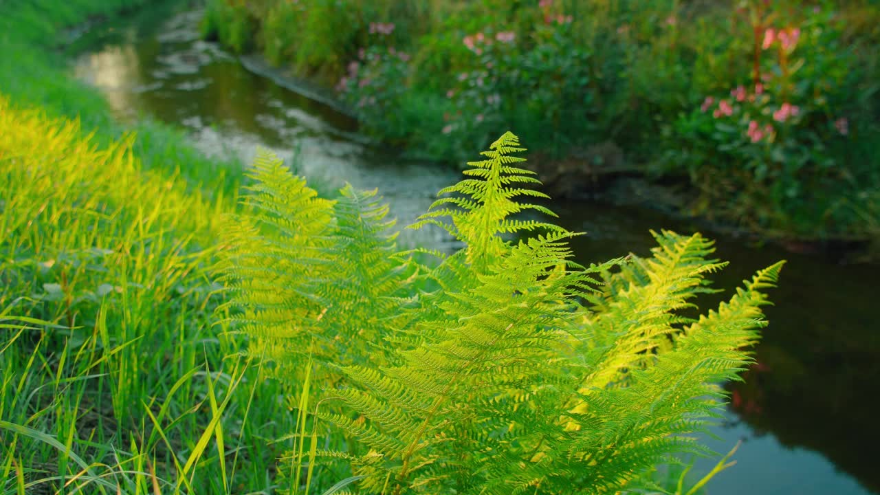 绿色植物，蕨类植物丛被阳光照亮。平静的小溪朝着日落流去。山河四周环绕着郁郁葱葱的河岸森林，有山毛榉和冷杉、松树。农村景观。视频素材