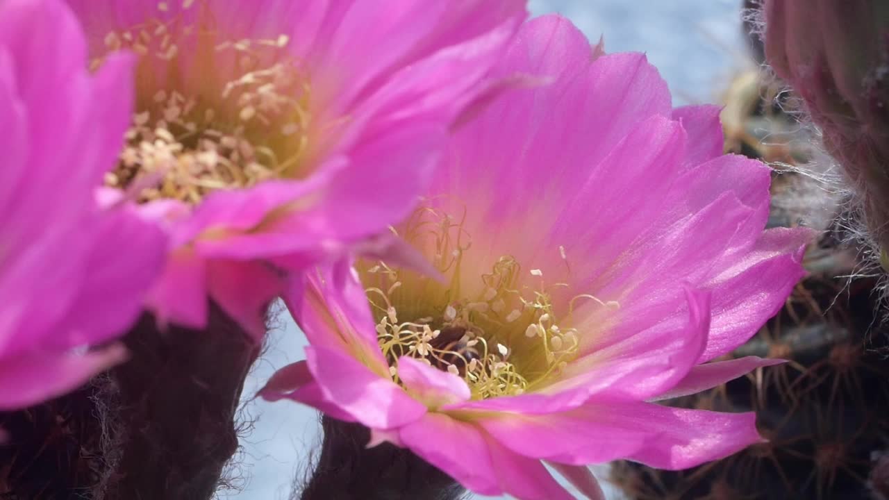 仙人掌花上的蜜蜂视频素材