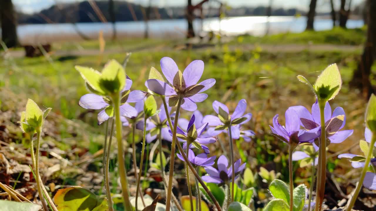 春天的花朵伸向太阳视频素材