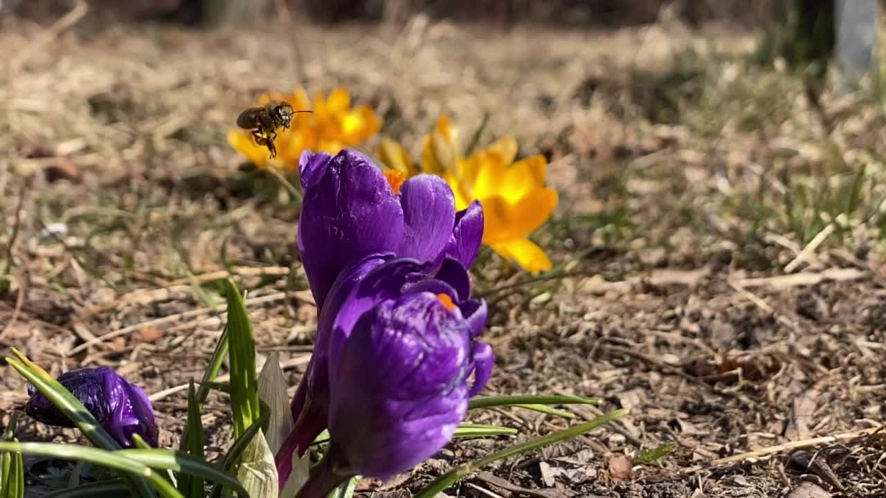 蜜蜂从番红花采集花蜜，慢镜头240帧/秒视频素材