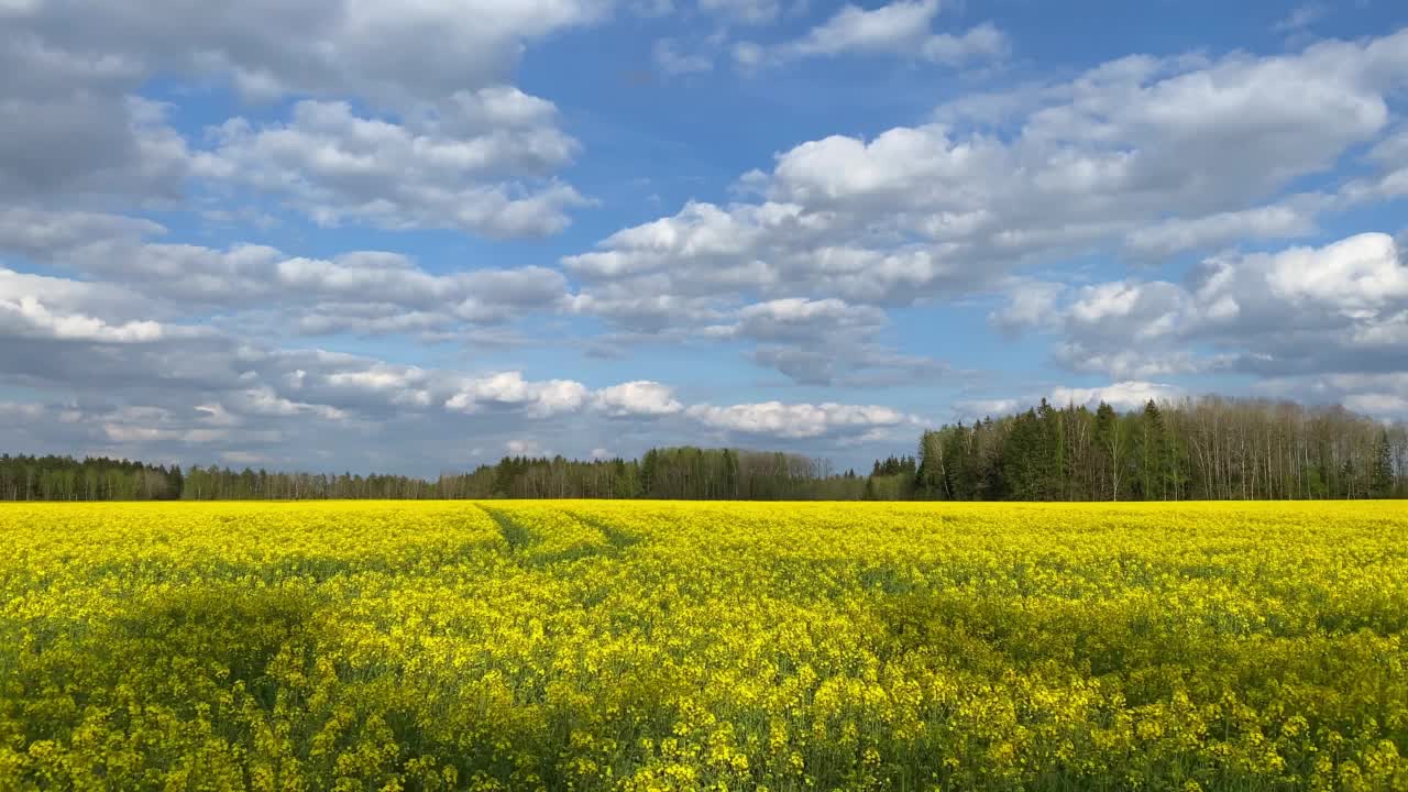 田野开花的油菜籽，拍摄与斯坦尼康视频素材