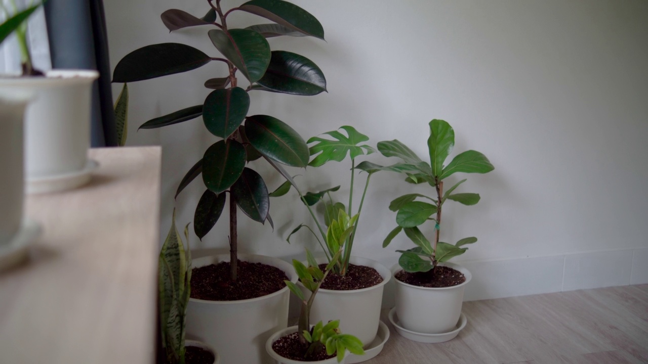 家庭种植的产品，装饰植物净化房间的空气，小提琴无花果，Monstera，黑色印度橡胶，蛇植物，桑给巴尔宝石，ZZ植物在一个有窗户的白色房间。视频素材