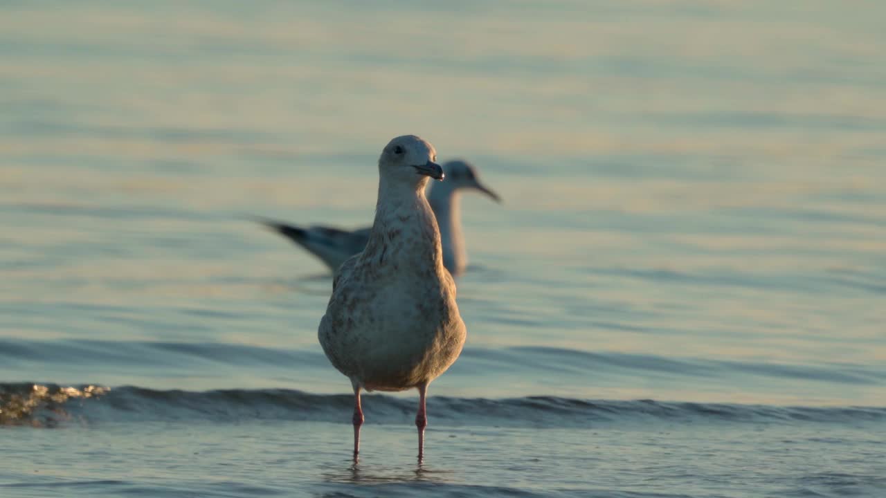 小鸟-年轻的里海鸥(Larus cachinans)在一个阳光明媚的夏天早晨在浅水区散步。视频素材