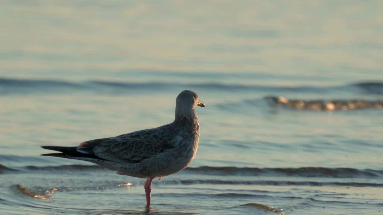 小鸟-年轻的里海鸥(Larus cachinans)在一个阳光明媚的夏天早晨在浅水区散步。视频素材