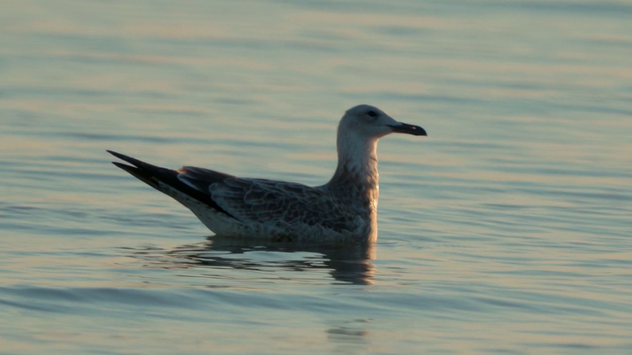 小鸟-年轻的里海鸥(Larus cachinans)在一个阳光明媚的夏天早晨游泳。视频素材