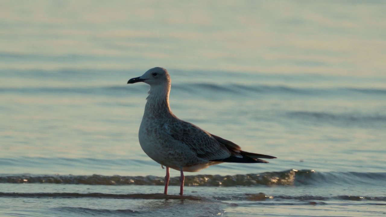 小鸟-年轻的里海鸥(Larus cachinans)在一个阳光明媚的夏天早晨在浅水区散步。视频素材