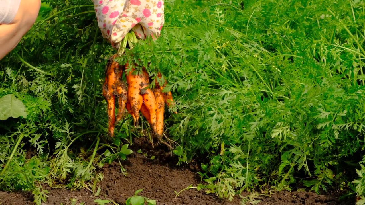 女农民在花园里收集胡萝卜。有选择性的重点。食物。视频素材