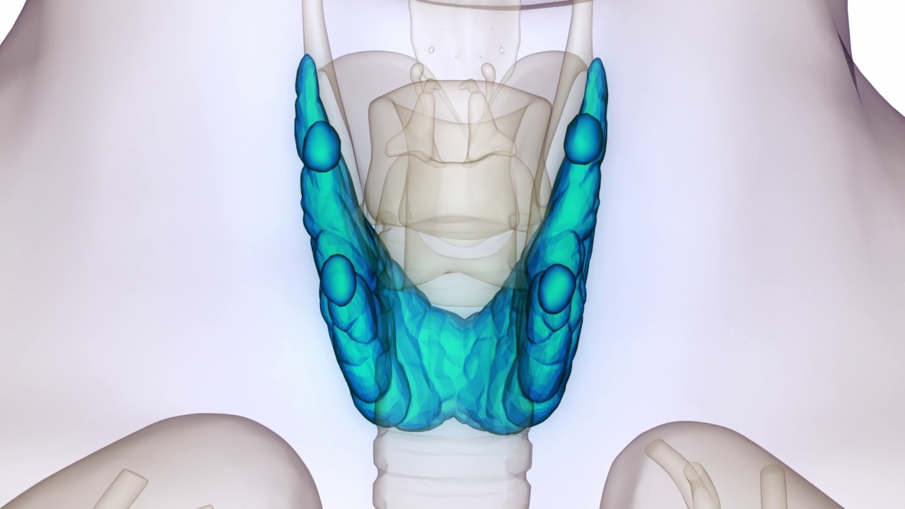人体腺体甲状腺解剖动画概念视频素材