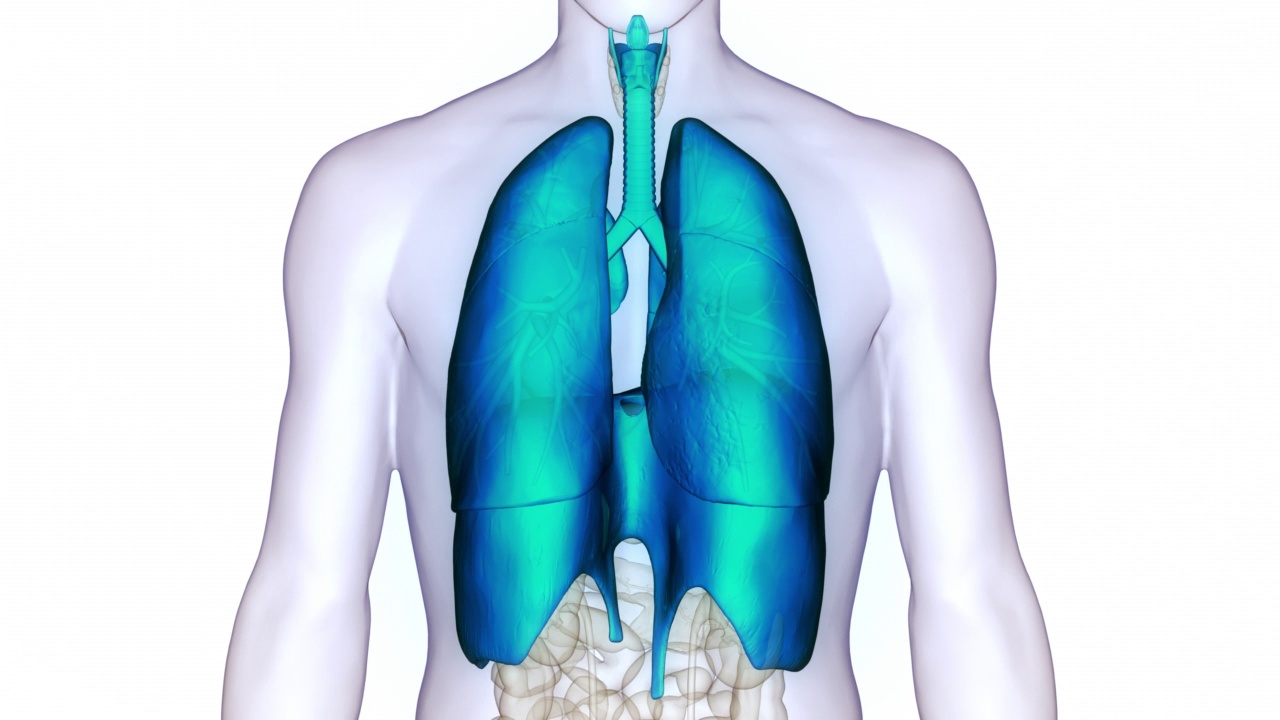 人体呼吸系统肺与膈肌解剖动画概念视频素材