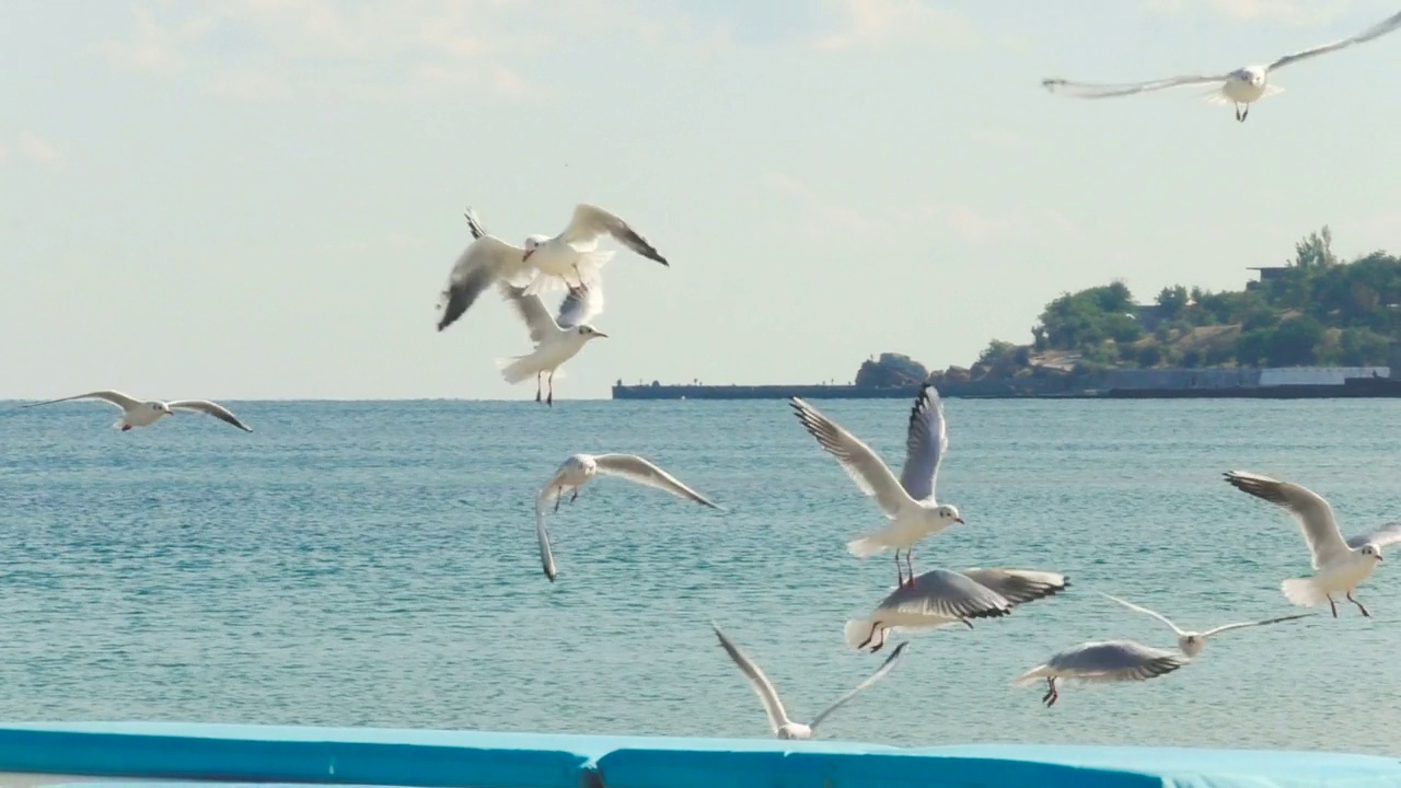 海鸥在天空盘旋。在海滩上喂海鸥视频素材