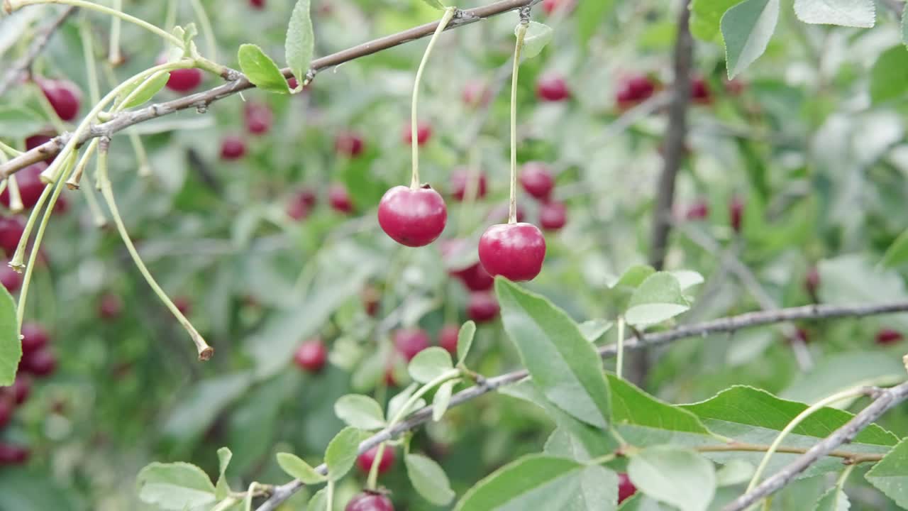 一串鲜红的成熟樱桃挂在樱桃树的树枝上。视频素材