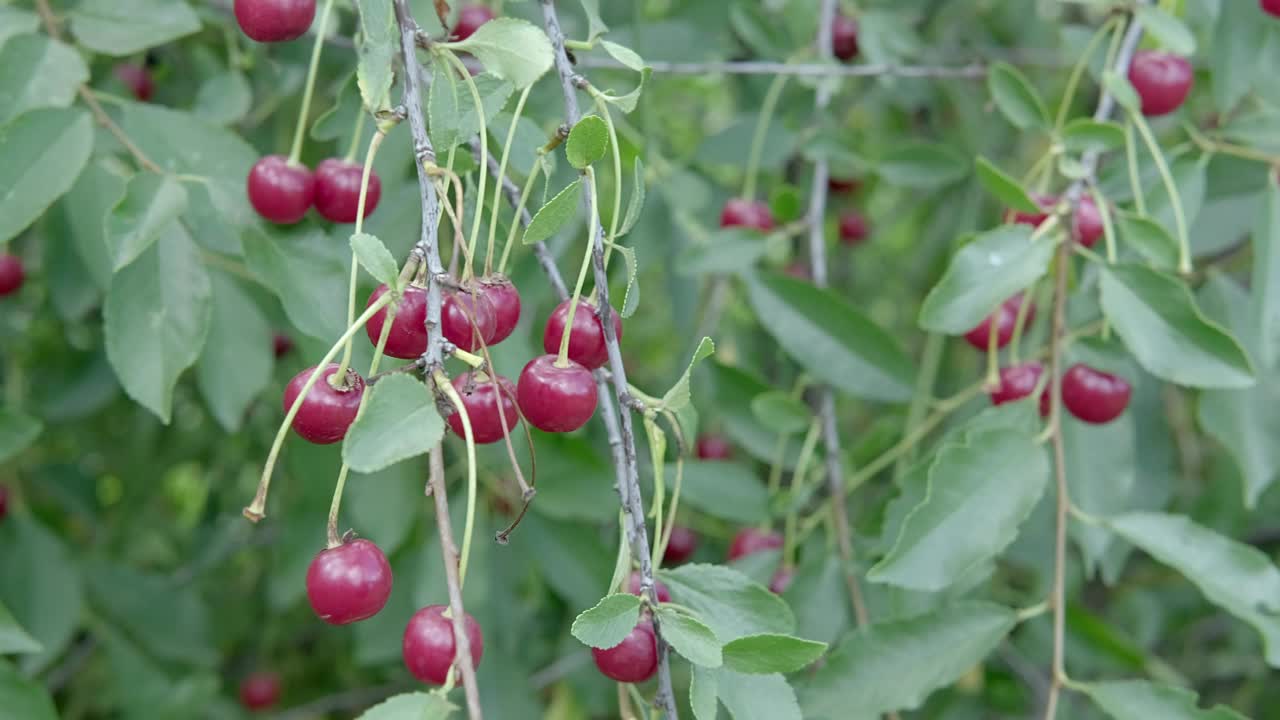 一串鲜红的成熟樱桃挂在樱桃树的树枝上。视频素材