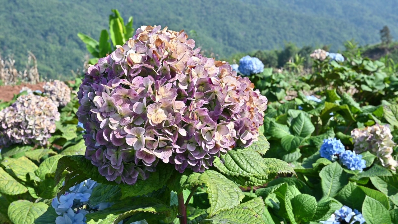 绣球花在花园里盛开，随风舞动。视频素材