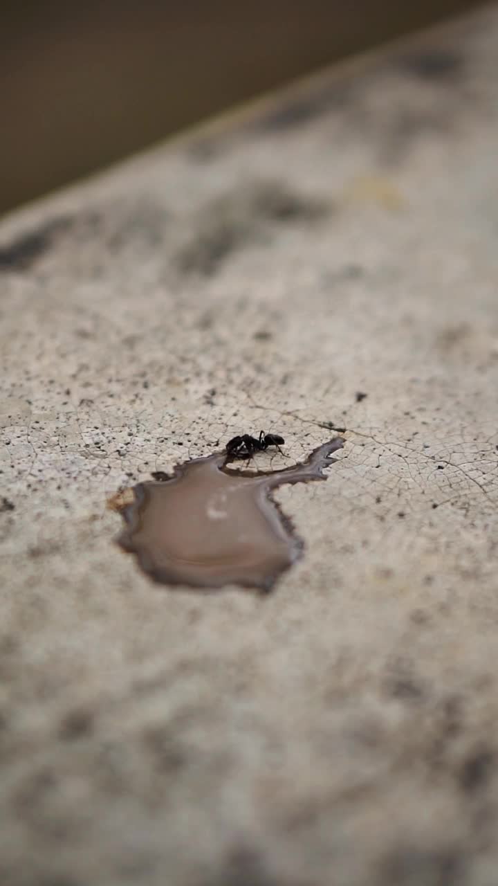 美丽的垂直视频肖像大黑蚂蚁喝咖啡水溅落在露台上视频素材