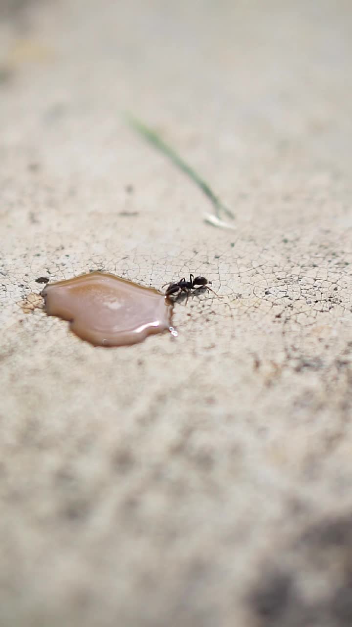 美丽的垂直视频肖像大黑蚂蚁喝咖啡水溅落在露台上视频素材