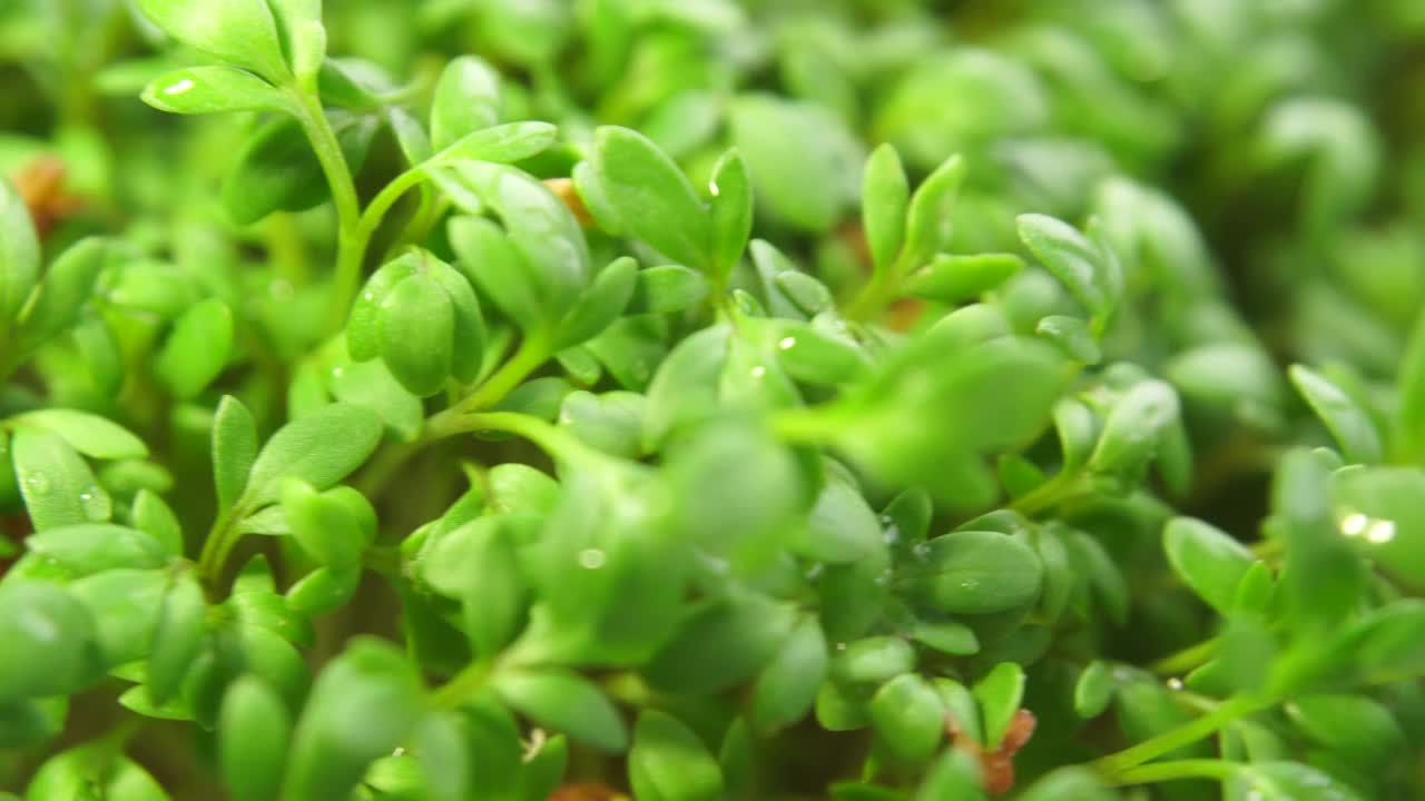 微绿色芽在白色的背景。青菜沙拉植物，特写宏。健康饮食的概念。在增长。极微观旋转植物。健康成长理念。视频素材