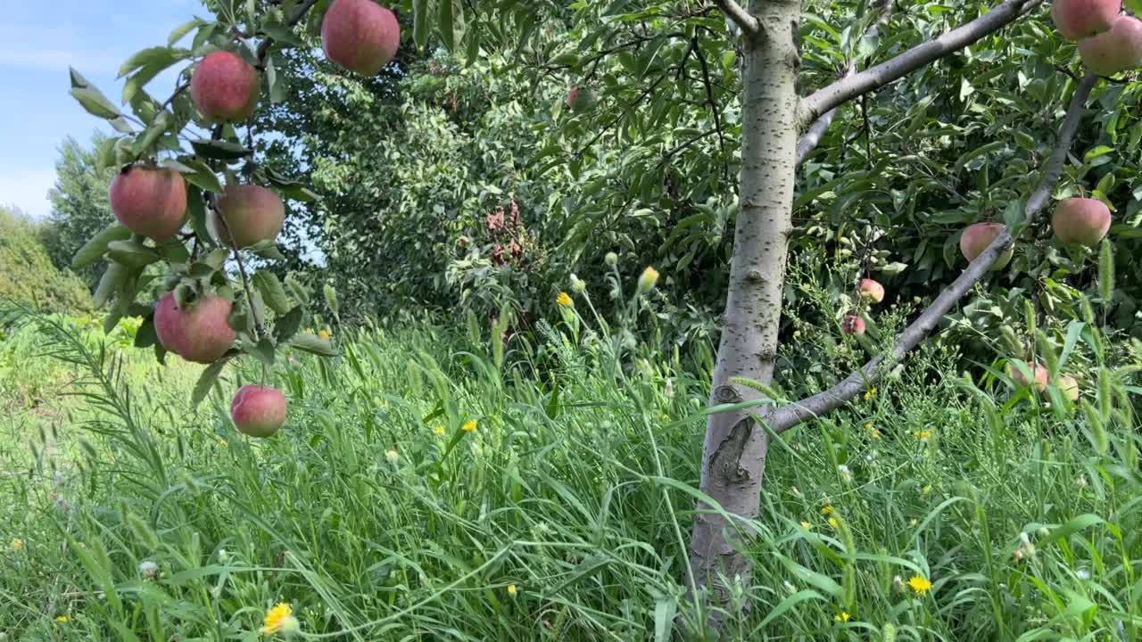 美丽的苹果园在阳光明媚的夏天。视频素材