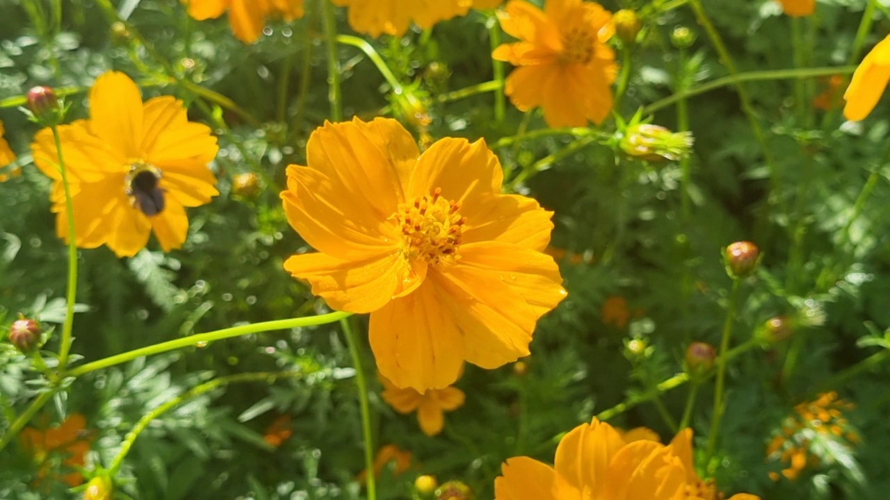 大黄蜂在黄花上采集花蜜，特写视频素材