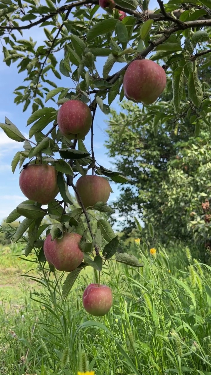 阳光灿烂的夏日，花园里有一棵奇妙的苹果树。视频素材