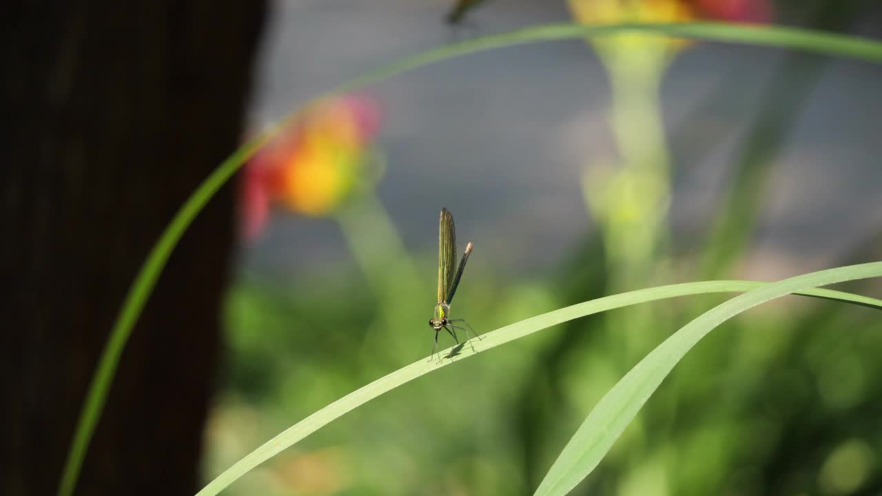 蜻蜓坐在摇曳的叶子上。视频素材