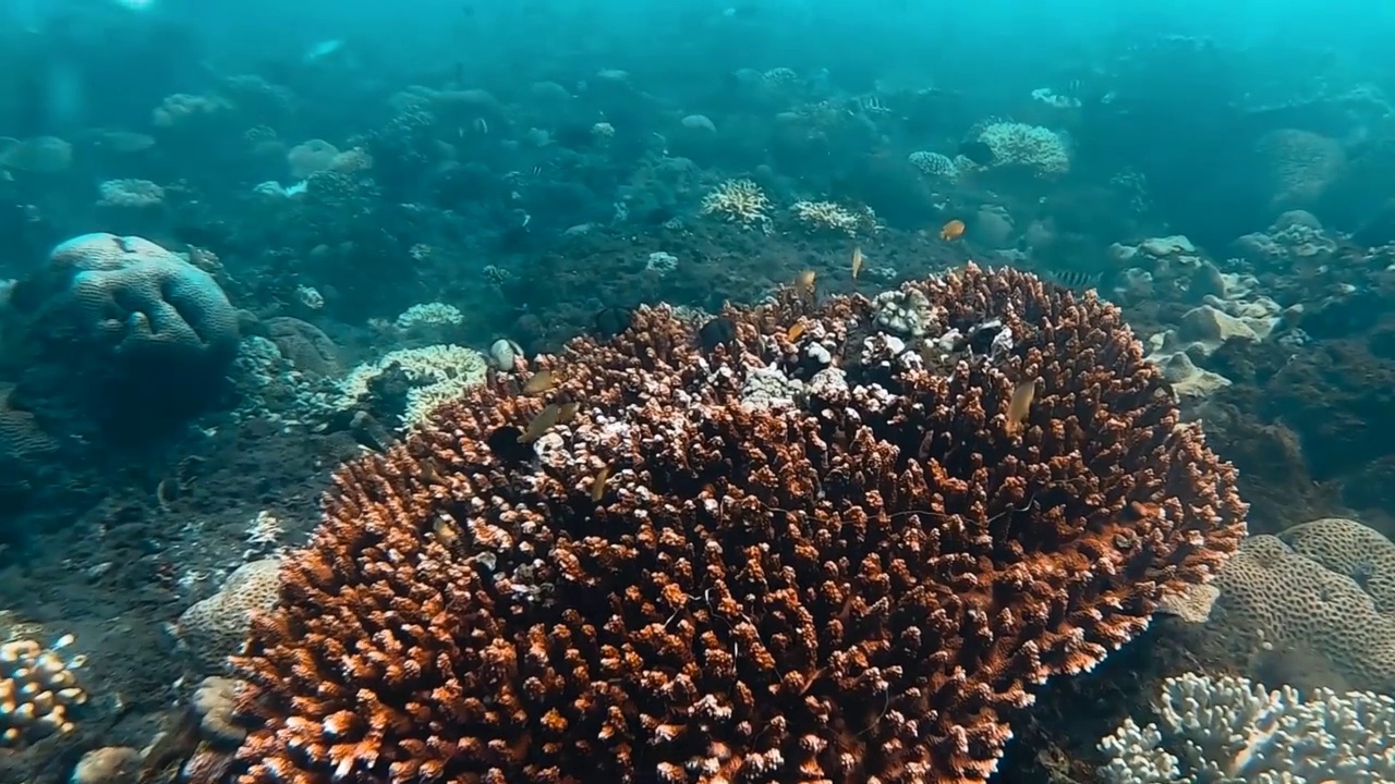 水下珊瑚礁视频下载