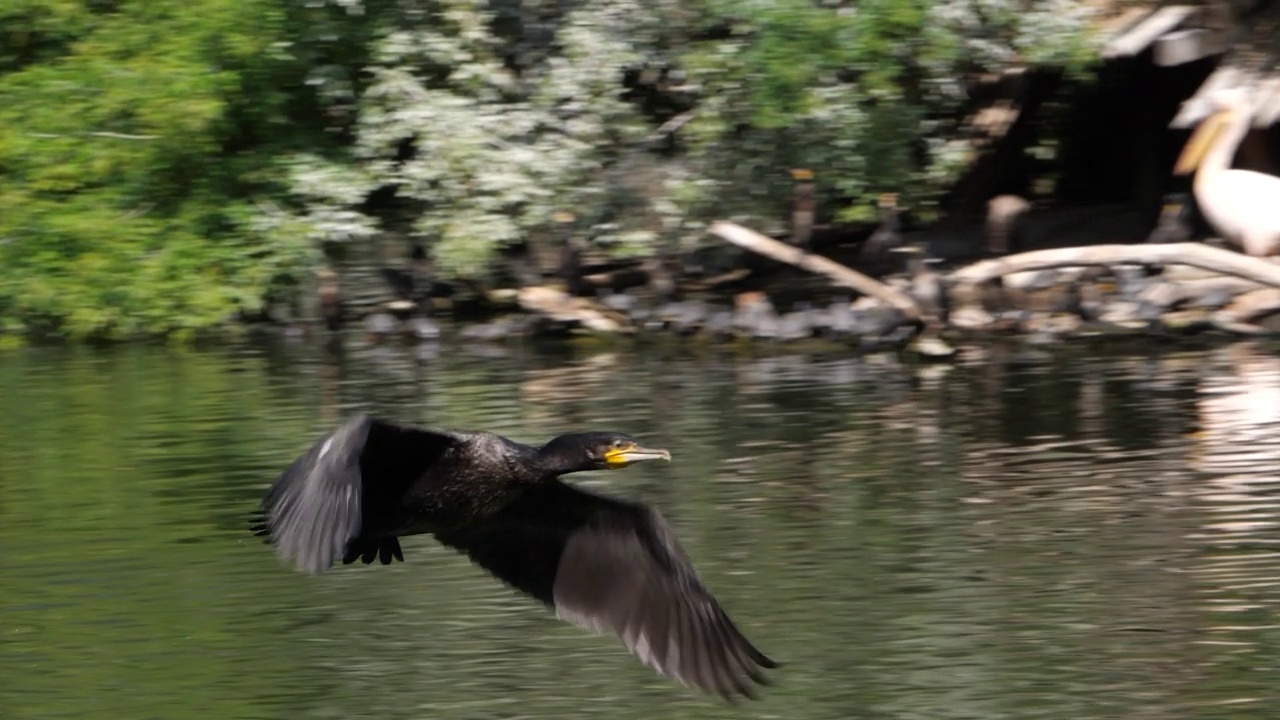 大鸬鹚(Phalacrocorax carbo)飞过湖面视频素材