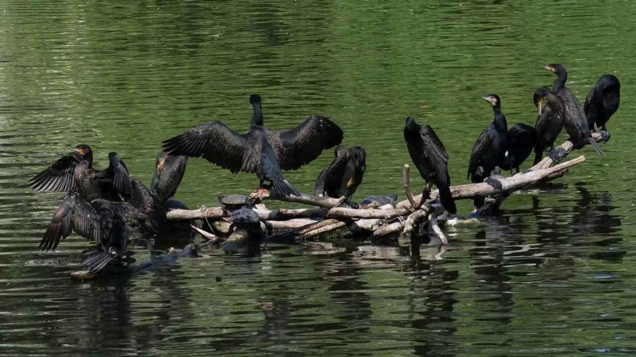 一群大鸬鹚(Phalacrocorax carbo)在湖边视频素材