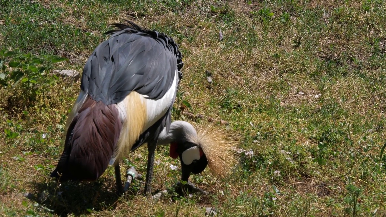 灰冠鹤(Balearica regulorum)，被称为非洲冠鹤视频素材