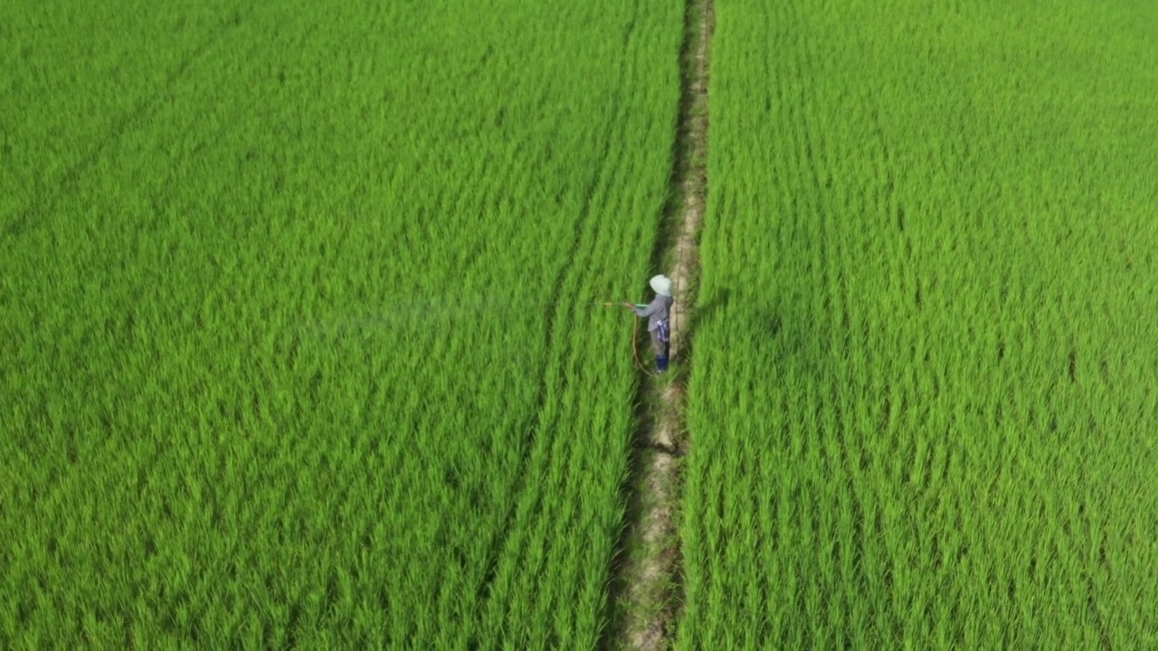 一位泰国农民正在向稻田喷洒化肥、水和农药视频素材