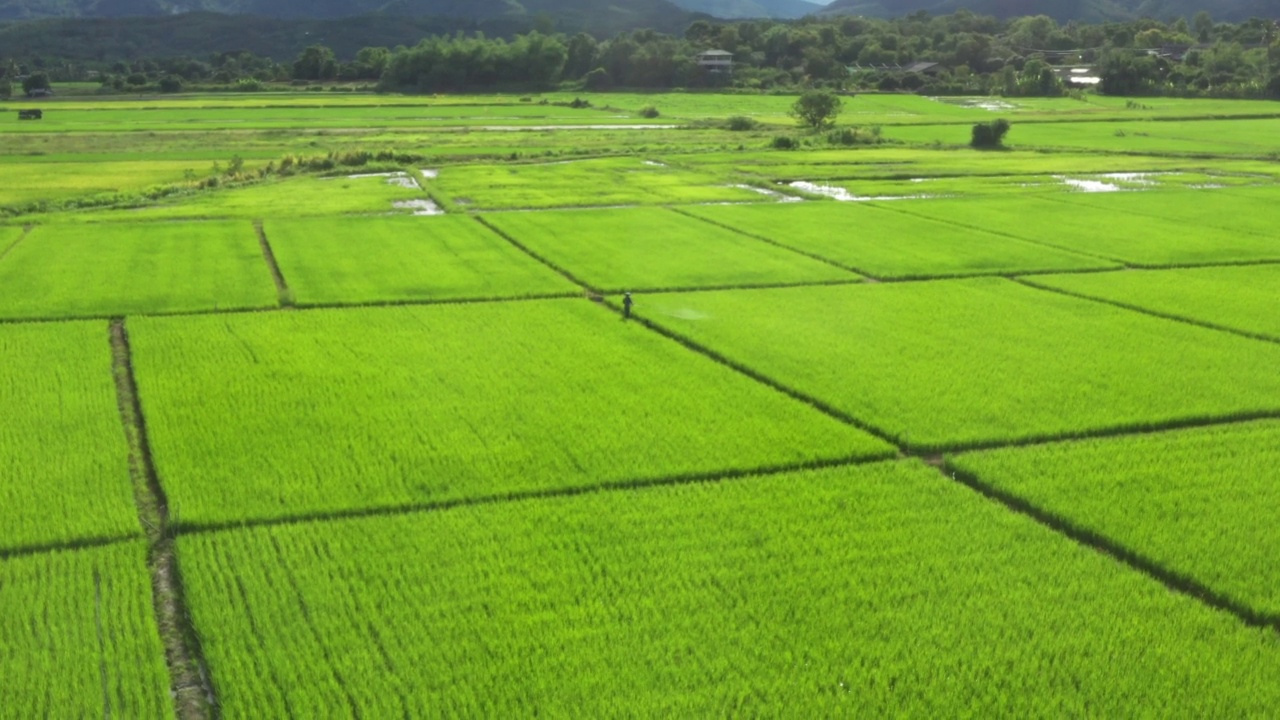 一位泰国农民正在向稻田喷洒化肥、水和农药视频素材