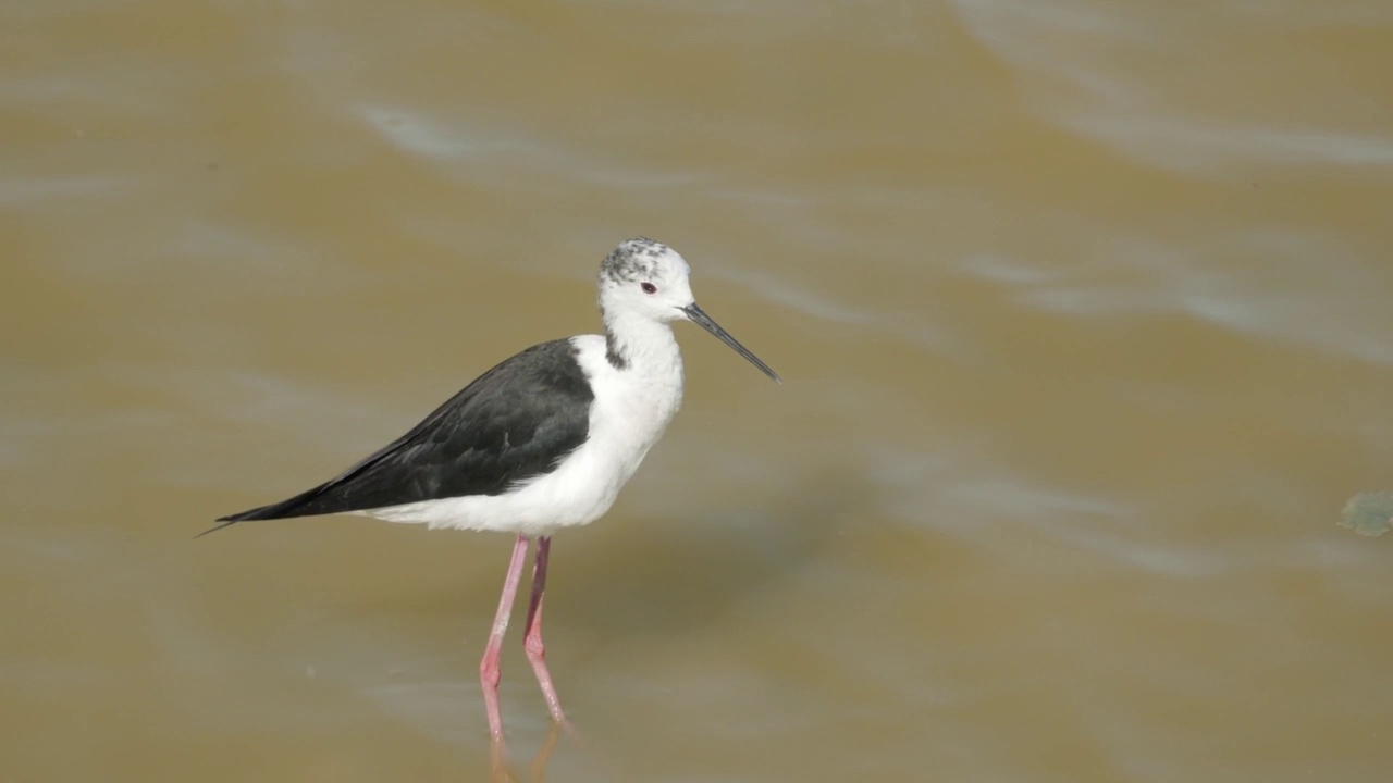 骑士D'italia Himantopus Himantopus在池塘岸边清洗他的羽毛视频素材