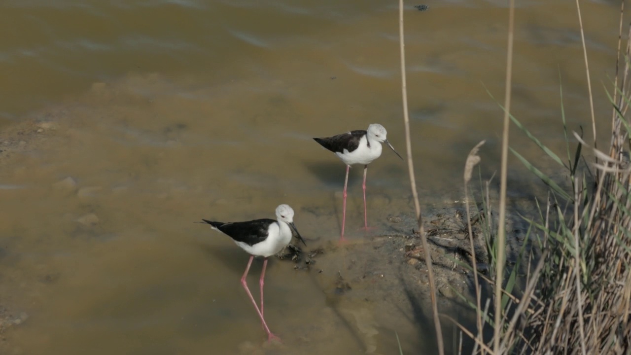 在池塘岸边的植被中，一对希曼托普斯(Cavaliere d'italia Himantopus)检查巢穴视频素材