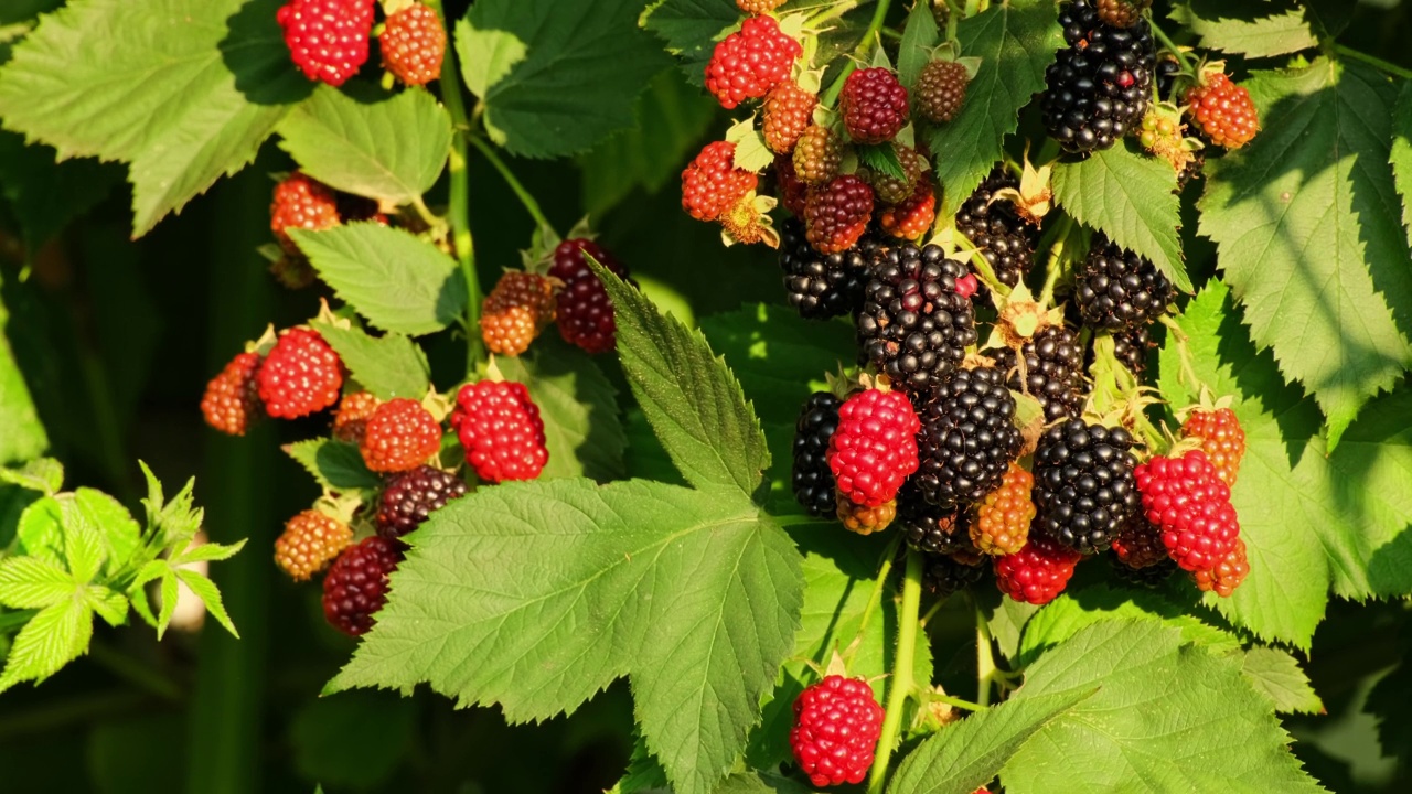 一串串成熟的黑莓、红莓和绿莓在风中摇曳，夏天的灌木上长着露莓。夏天户外的浆果，特写慢动作视频素材