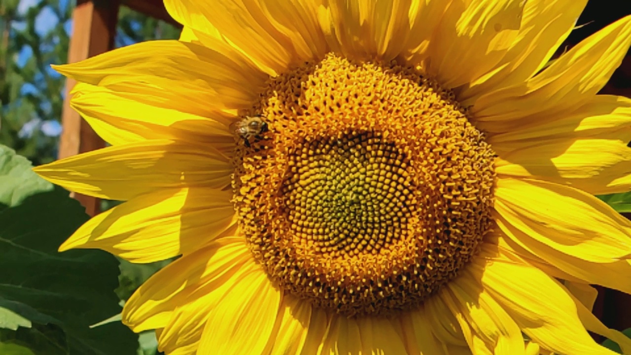 一只蜜蜂在黄色向日葵上采集花蜜。向日葵(Lat。Helianthus，“太阳花”)，来自希腊单词helios(“太阳”)和anthemon(“花”)。视频素材