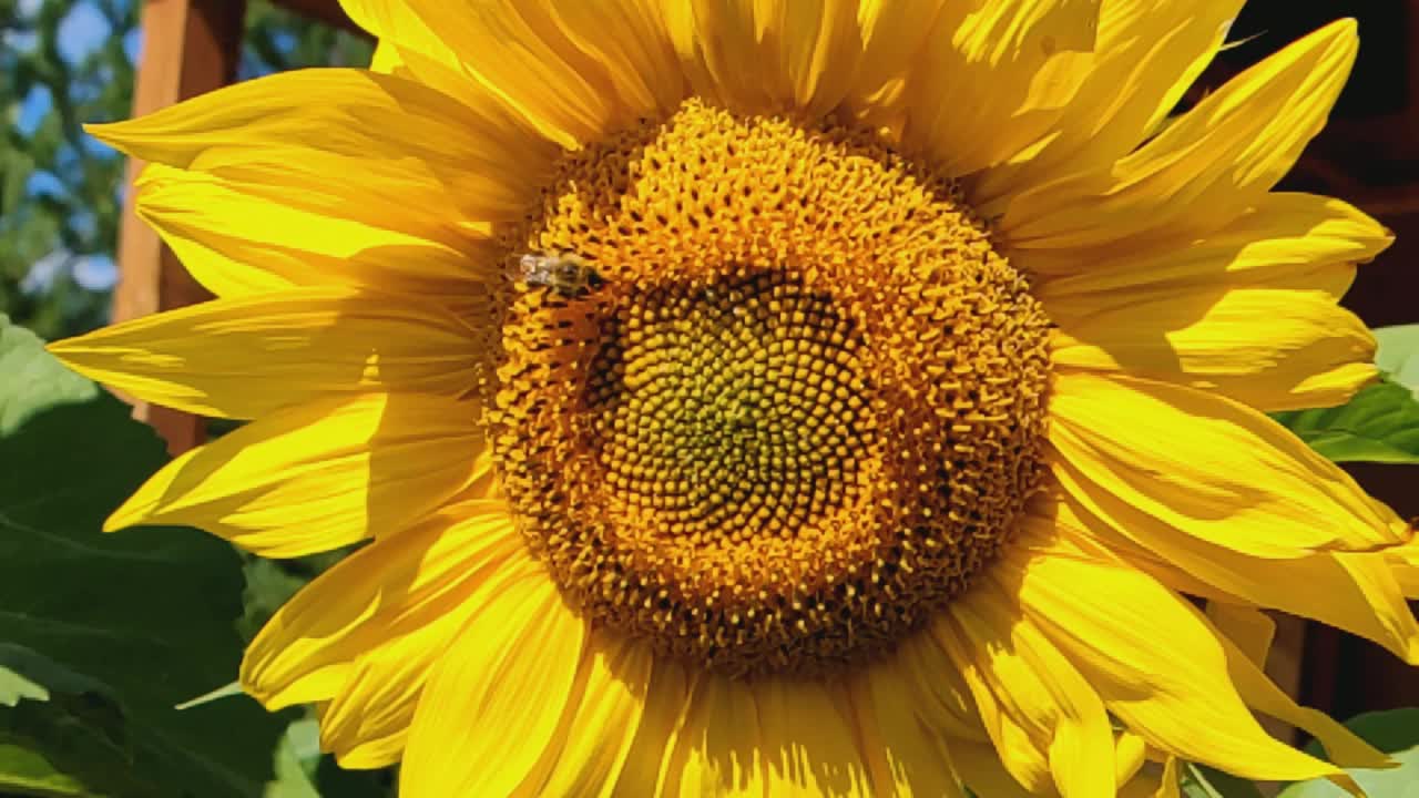 一只蜜蜂在黄色向日葵上采集花蜜。向日葵(Lat。Helianthus，“太阳花”)，来自希腊单词helios(“太阳”)和anthemon(“花”)。视频素材