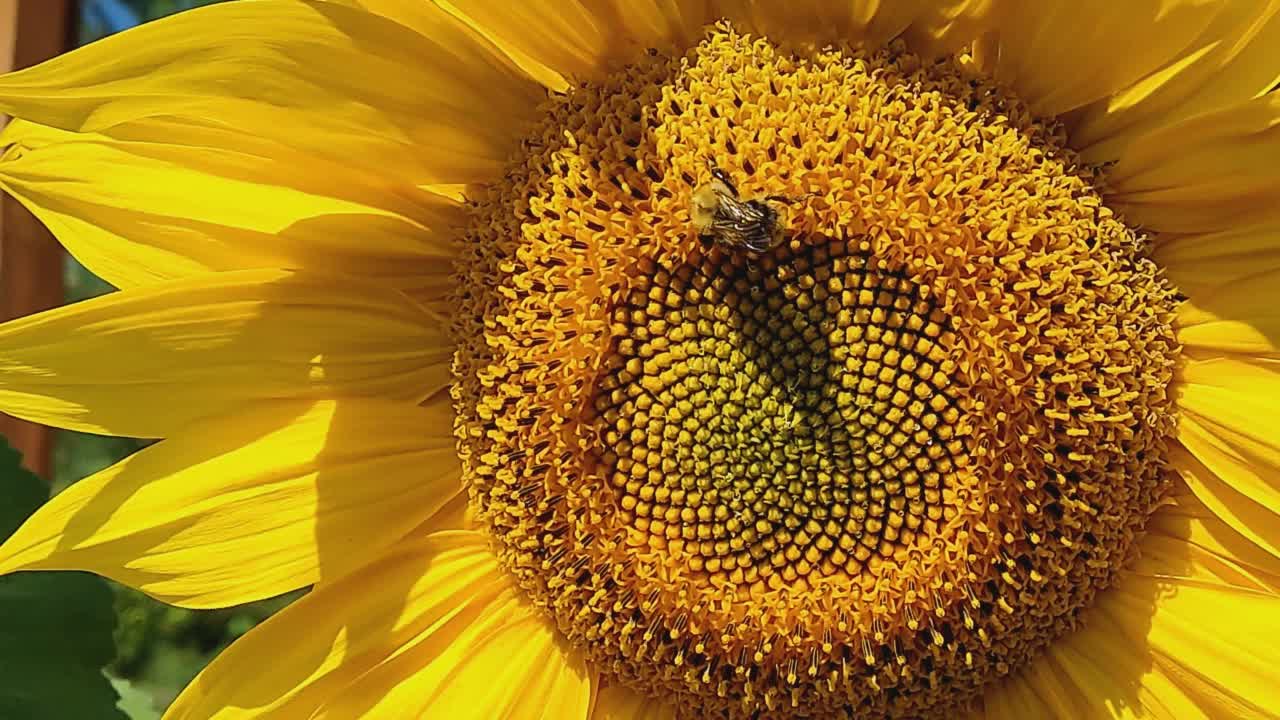 一只蜜蜂在黄色向日葵上采集花蜜。向日葵(Lat。Helianthus，“太阳花”)，来自希腊单词helios(“太阳”)和anthemon(“花”)。视频素材