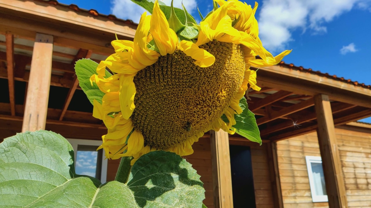 一只蜜蜂在黄色向日葵上采集花蜜。向日葵(Lat。Helianthus，“太阳花”)，来自希腊单词helios(“太阳”)和anthemon(“花”)。视频素材