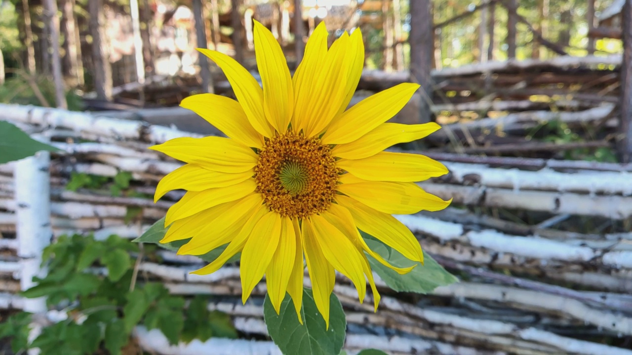 向日葵在桦树树干上的乡村篱笆墙的衬托下随风摇曳。向日葵(Lat。Helianthus，“太阳花”)，来自希腊单词helios(“太阳”)和anthemon(“花”)。视频素材