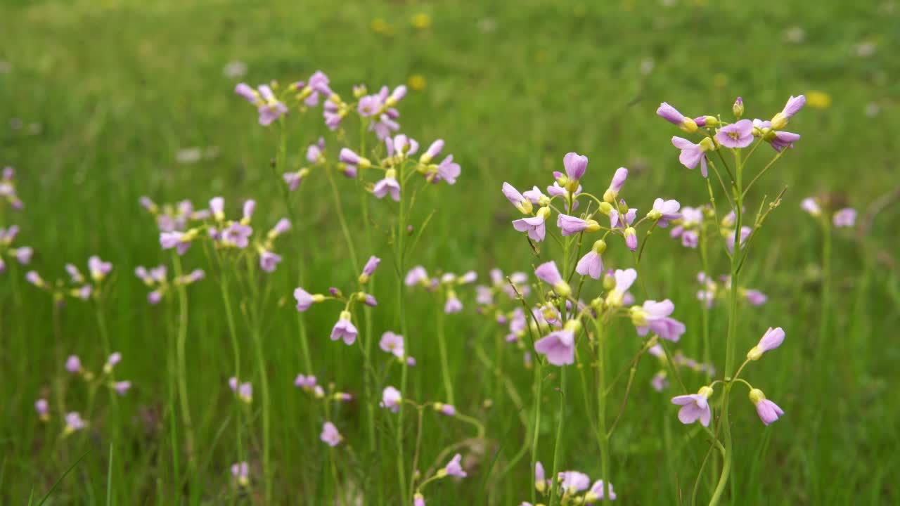 杜鹃花，草地上紫色的野花视频下载