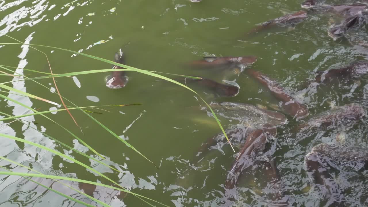 池塘养鱼视频素材