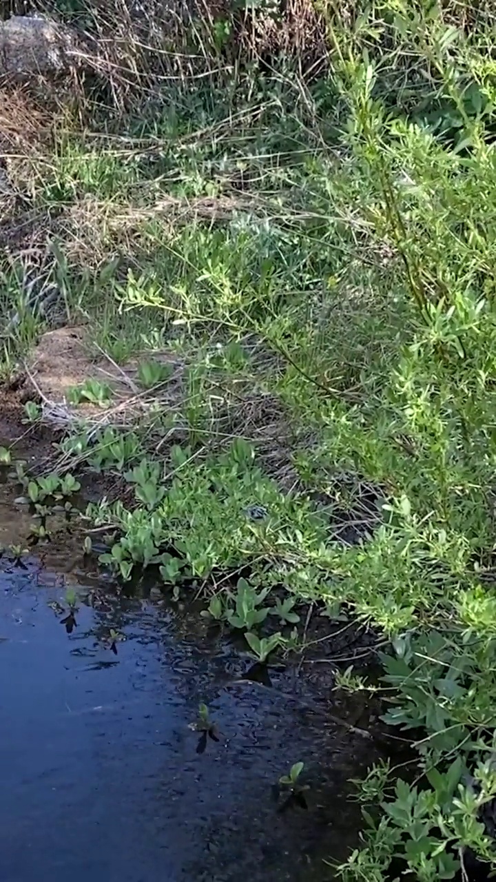 垂直山涧流水矿泉自然流淌的视频视频素材